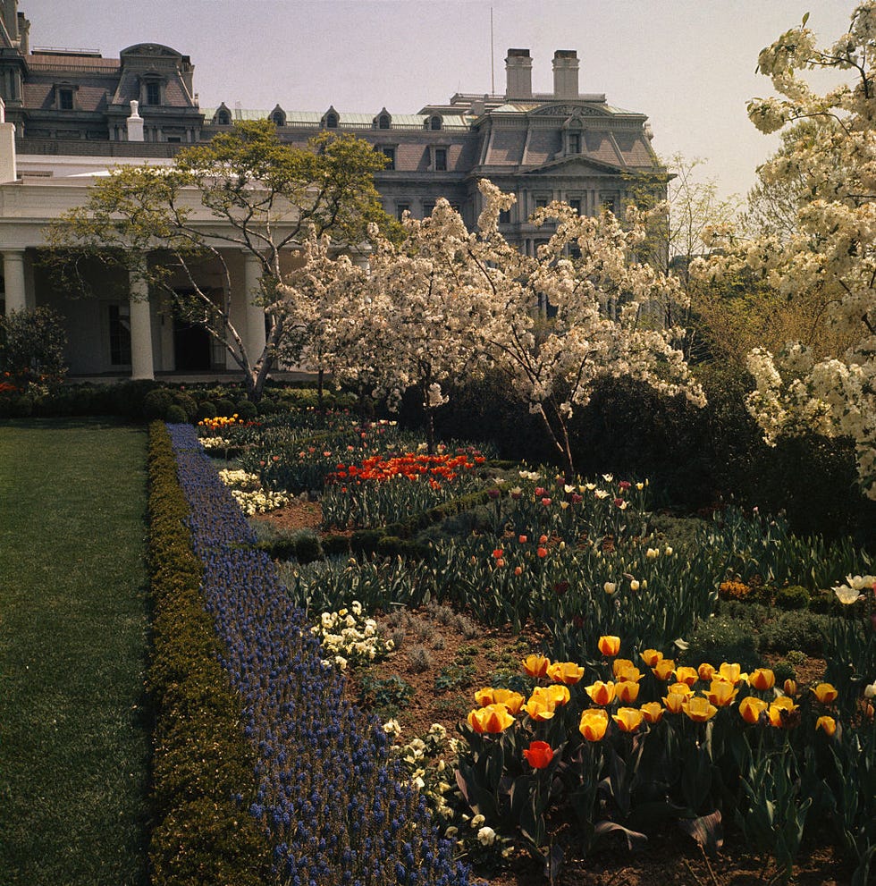 white house rose garden